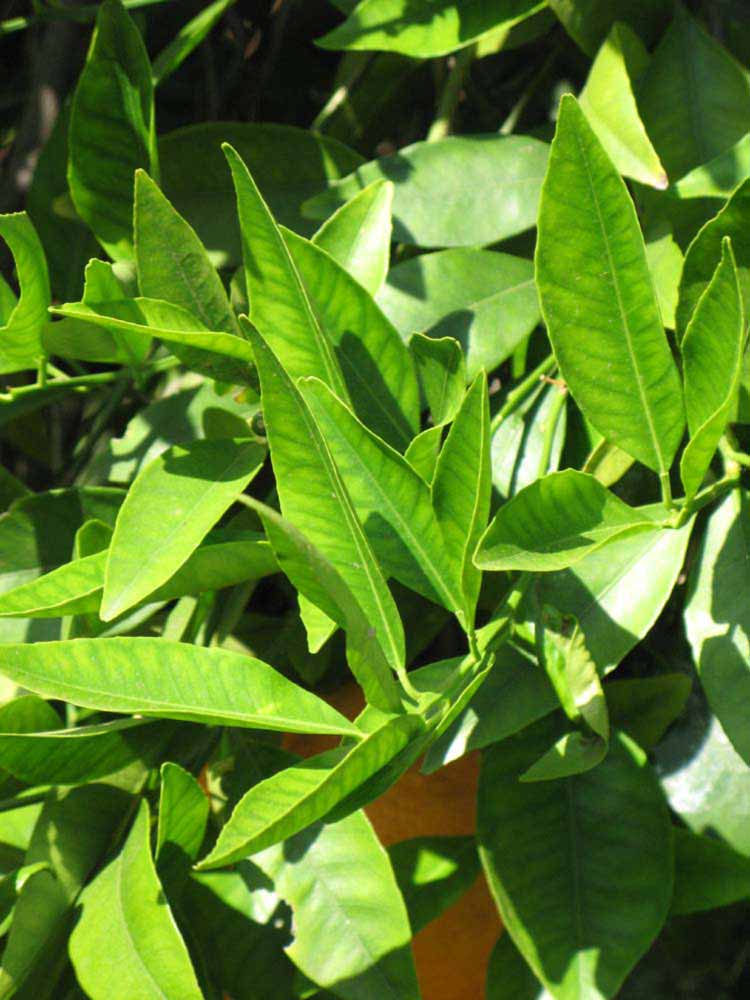              Sun leaves (Riverside, CA)       